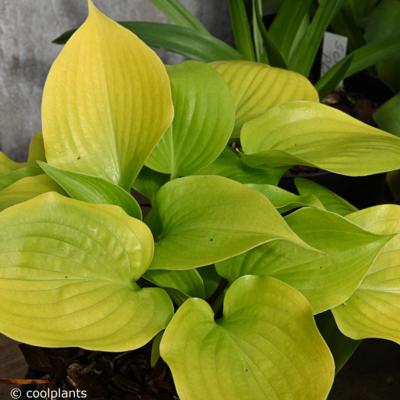 Hosta 'Appletini' Hosta 'Appletini'